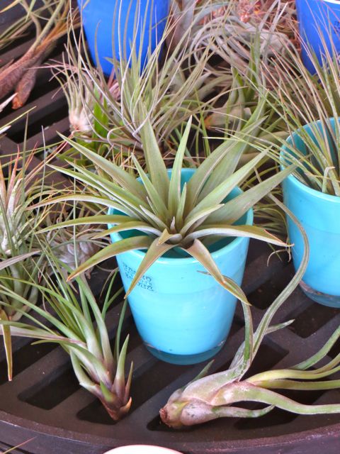 air plant.jpg