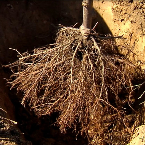 bare root plan.jpg