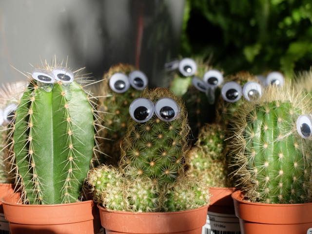 cactus with eyes.jpg