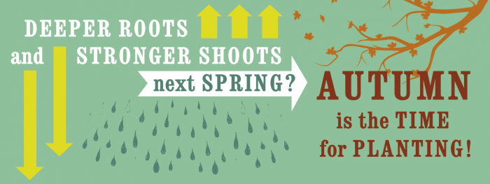 deeper roots greener shoots.jpg