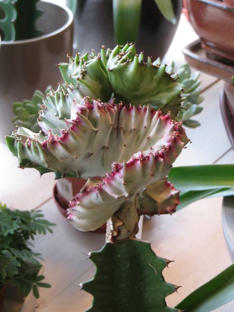 indoor cactus 1.jpg