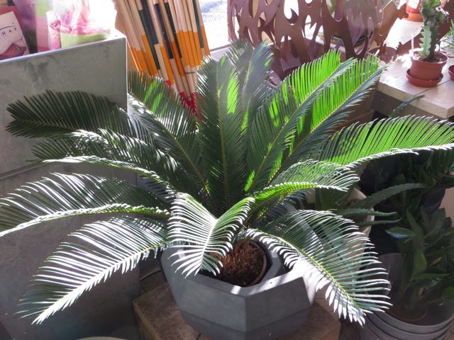 indoor cycad 3.jpg