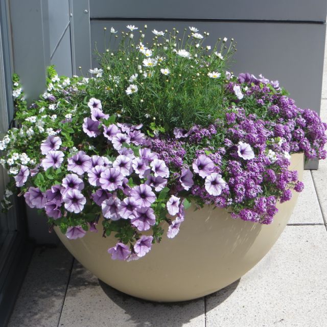 large planter bowl.jpg