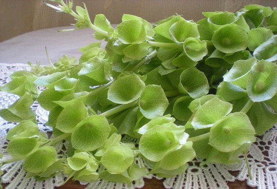 moluccella-laevis.jpg