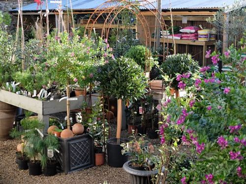 outside yard plants_opt-2.jpg