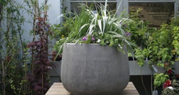 pot astelia irish times.jpg