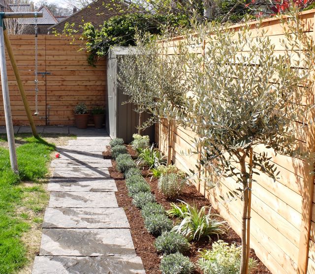 ranelagh olive trees.jpg