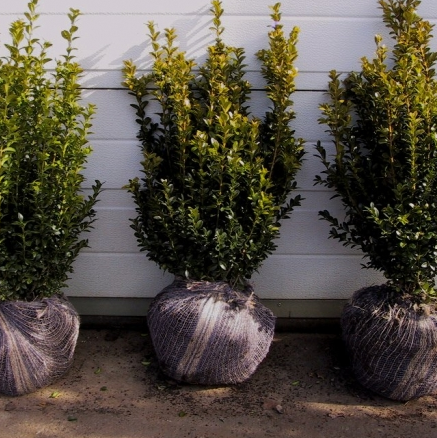 rootball buxus_0.jpg