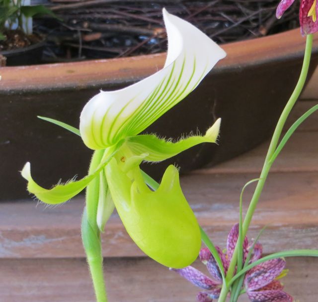 slipper orchid 2.jpg