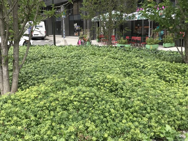 stockholm gallium.jpg