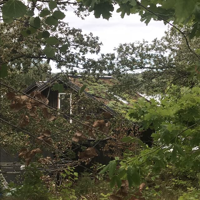 stockholm house in trees.jpg