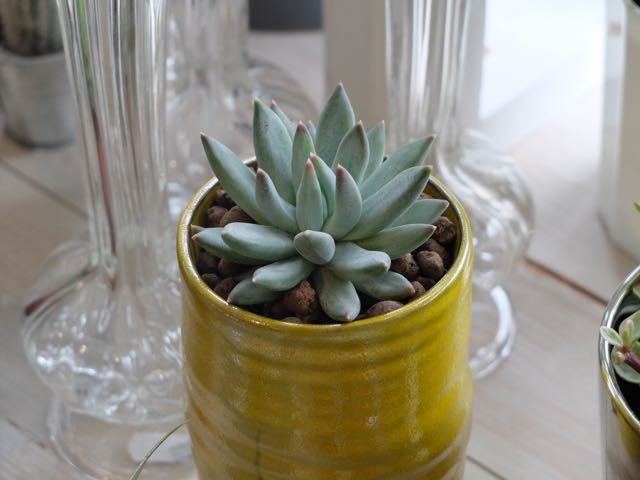 succulent.jpg