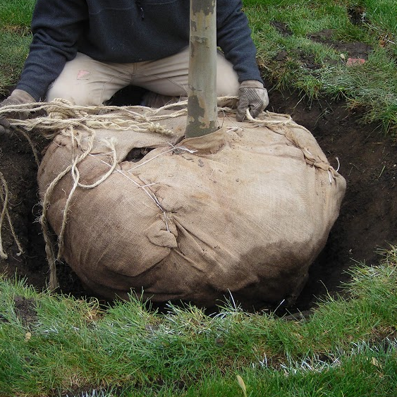 tree rootball.jpg