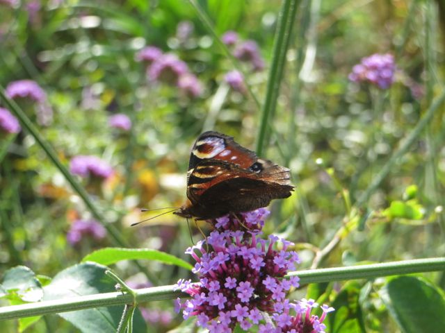verbena butterfly.jpg