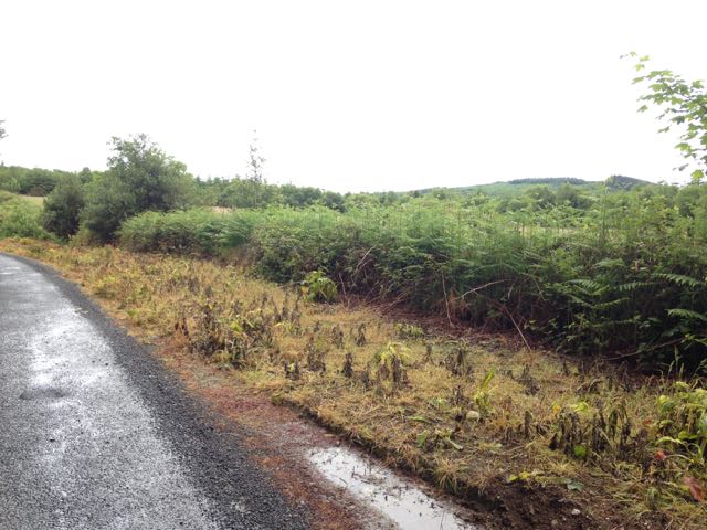 weedkiller ireland.jpg