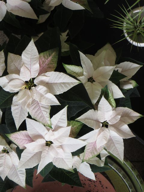 white poinsettia.jpg