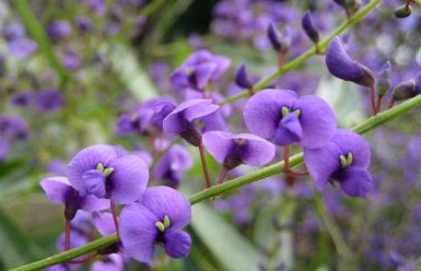 Hardenbergia.jpg