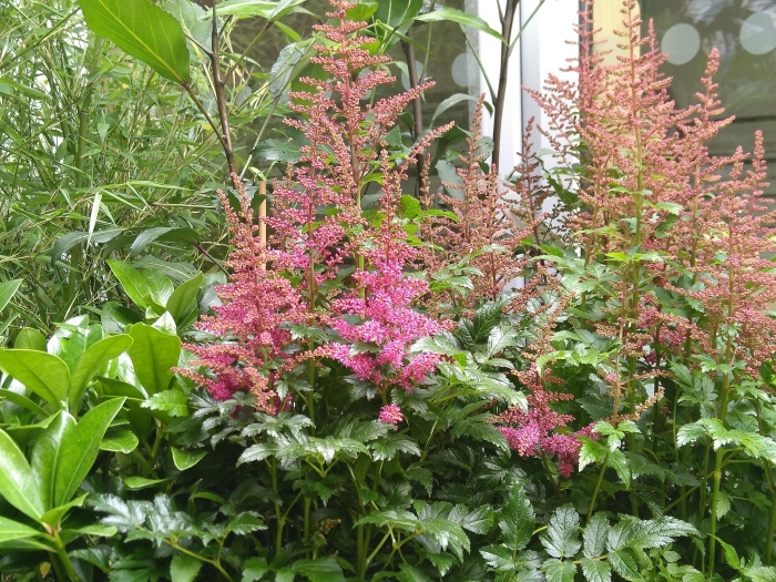 Monkstown 20 june.jpg