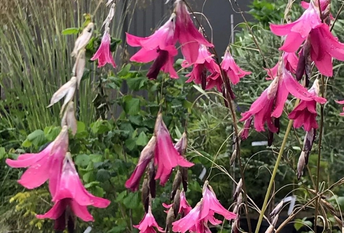 dierama Monkstown.jpg