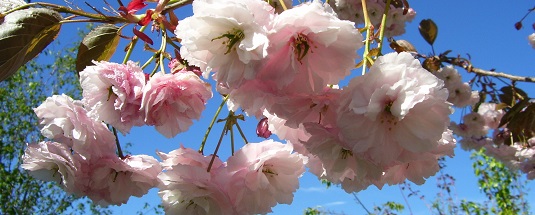 prunus shirofugen - Copy.jpg