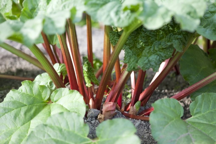 rhubarb.jpg