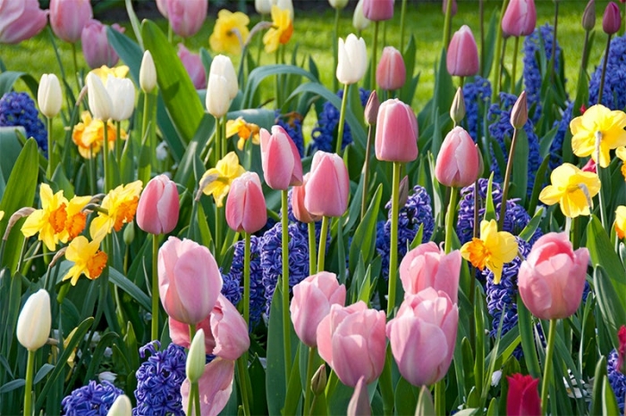 tulips-daffodils.jpg